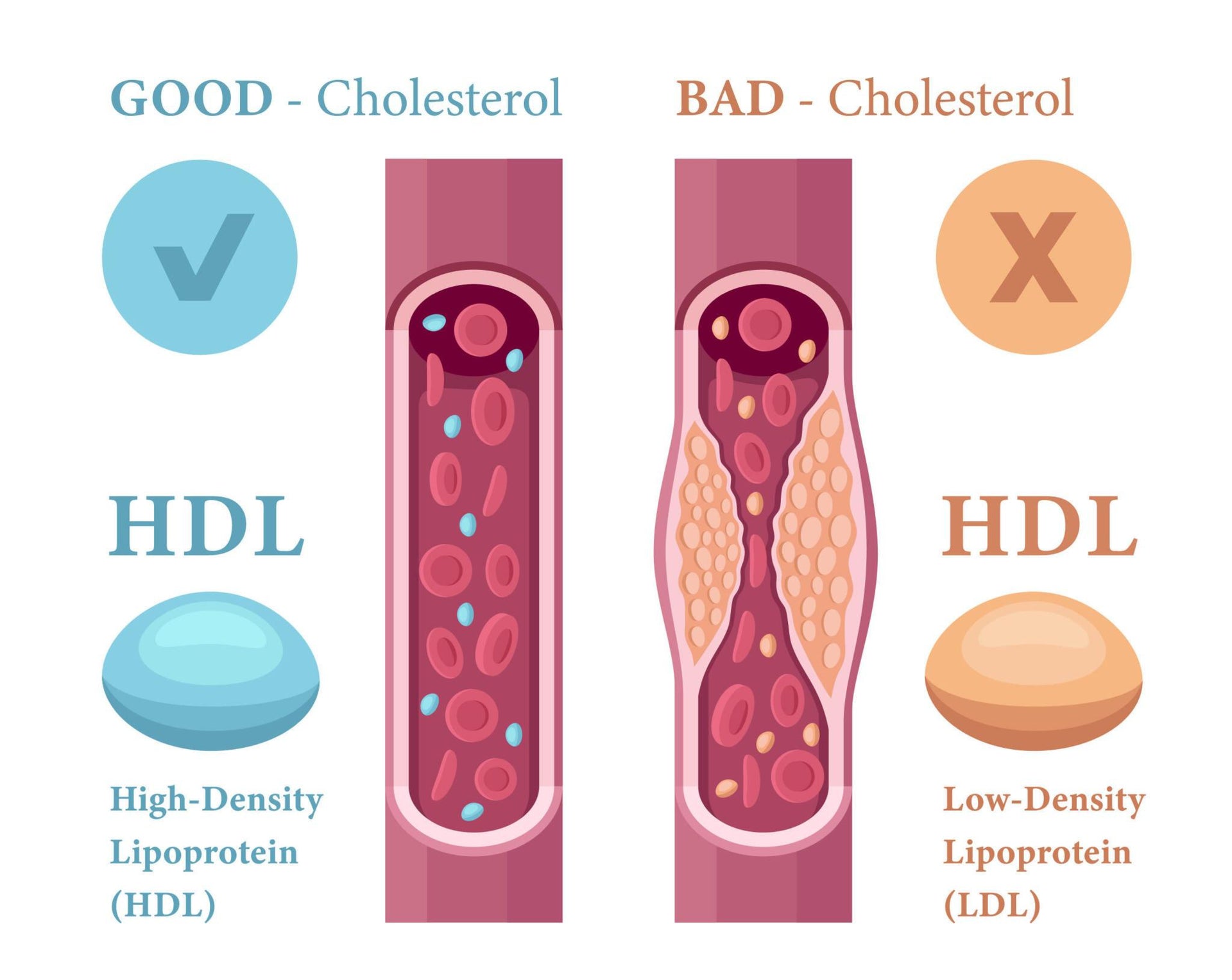 All About HDL Good, LDL Bad Cholesterol and Triglyceride ...